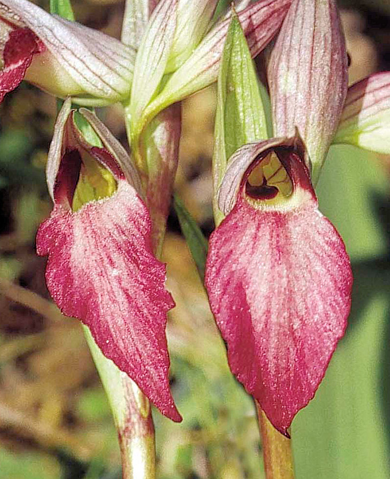 Serapias lingua